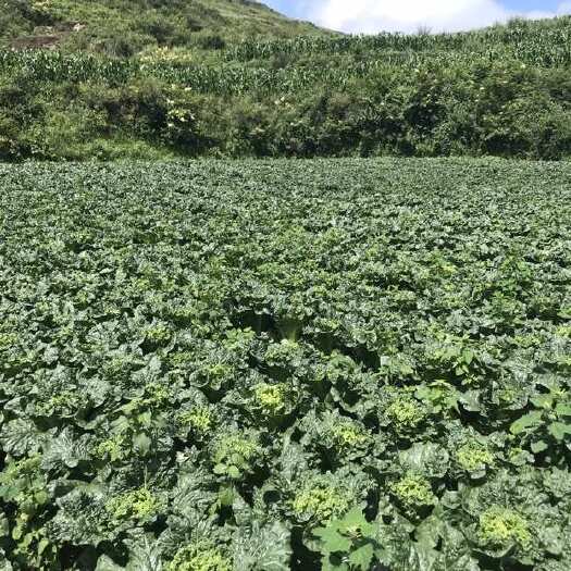 威宁县青麻叶大白菜
