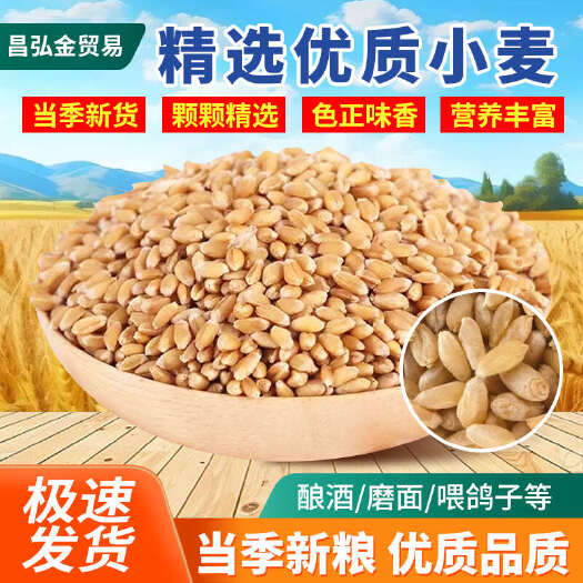 25年新优质小麦干净小麦粒带壳皮喂鸡鸭鹅鸽子饲料钓鱼打窝猫草
