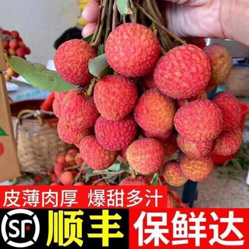 东山县【顺丰助农】白糖黑叶荔枝新鲜现摘福建乌叶荔枝当季水果整箱6斤