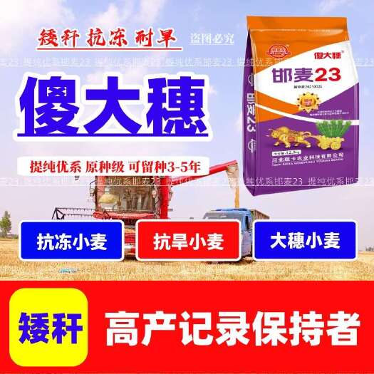 吨粮新品种矮杆特大穗小麦种子抗病抗倒抗寒抗白粉病抗赤霉