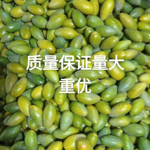 福州甜种橄榄新鲜采摘