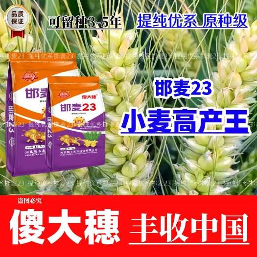 矮杆特大穗小麦种子邯麦23抗病抗倒抗寒抗旱抗白粉病抗赤霉病