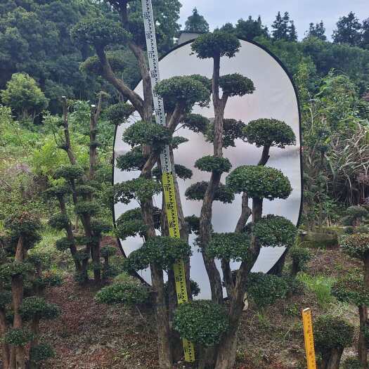 南昌小叶赤楠好看又好养，耐寒温度零下15度，耐高温四季常青不落叶