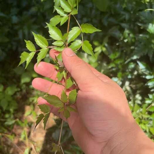 【当季现货】银藤茶莓茶甘露茶长寿茶青霜藤广西瑶山干货代发批发