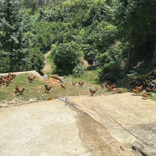 贵阳20亩地放养跑山鸡，纯包谷鸡