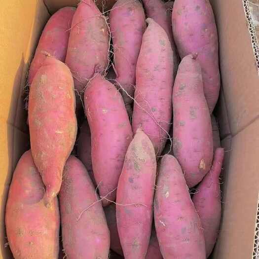 通许县河南沙地精品红薯大量上市，西瓜红、济薯33，龙九等，需要联系