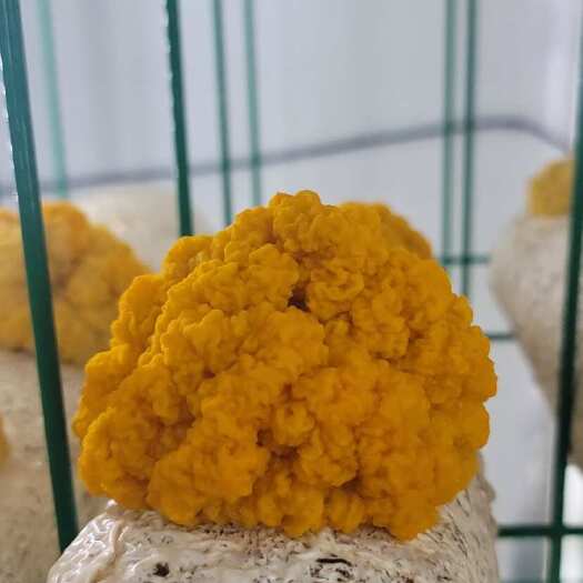东至县金耳菌