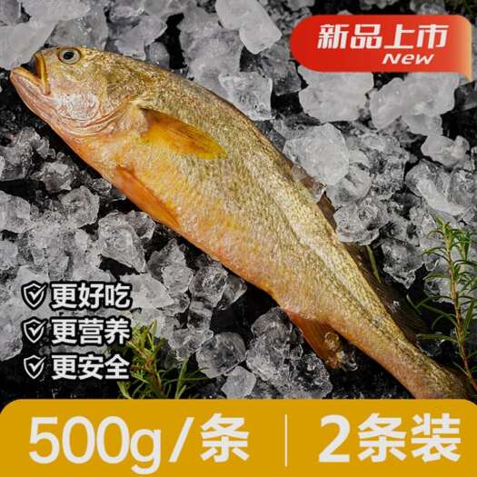 福州福建连江深海大黄鱼水产食用鱼类批发 无抗3年以上高品质