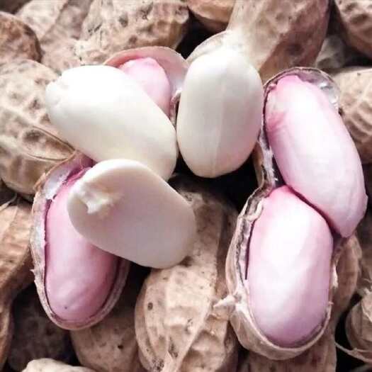 乐至县四粒红花生可一定要吃，不仅特别好吃，营养价值也是特别高的