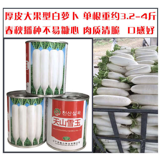 沭阳县天山雪玉白萝卜种子早熟厚皮不易糠心不萝卜种子