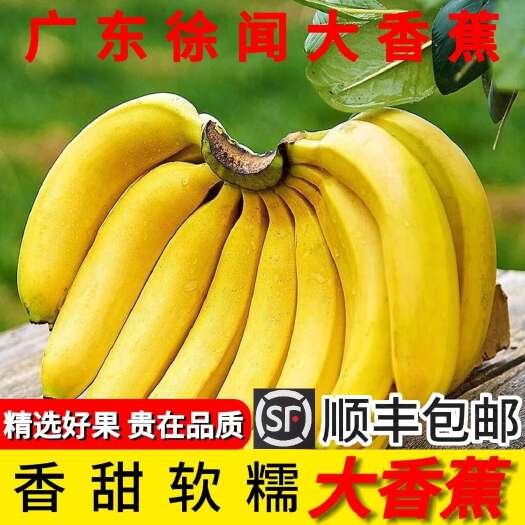 徐闻县广东徐闻大香蕉新鲜水果徐闻巴西蕉（顺丰包邮）