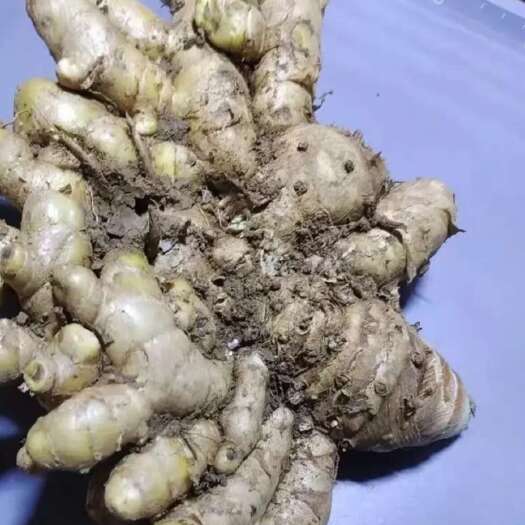 广西农户自己种植中药用途，乌姜 别名蓝姜 黑姜 价格合理实惠