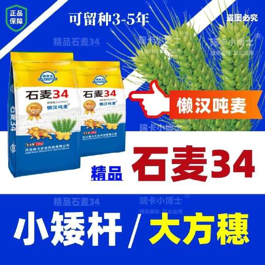 国审石麦34原种矮杆大穗懒汉吨粮高抗寒抗病抗倒耐旱优质批发