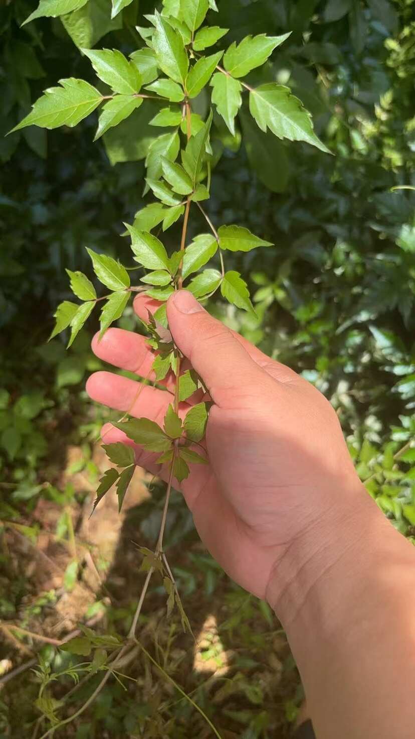 广西桂林藤茶溪黄草长寿茶客家白茶发货莓茶新芽、可一件代发电商