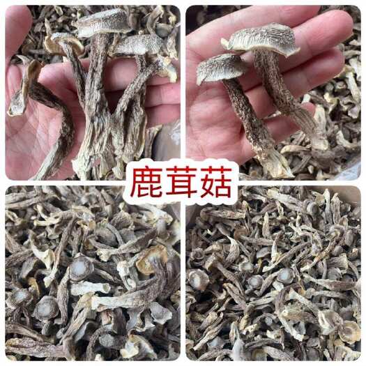 佛山鹿茸菇 地摊电商批发厂家直供批发食用菌鹿茸菇干干鹿茸菇香菇