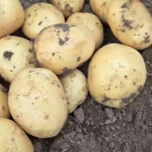 绥中县辽宁绥中沃土大量供应