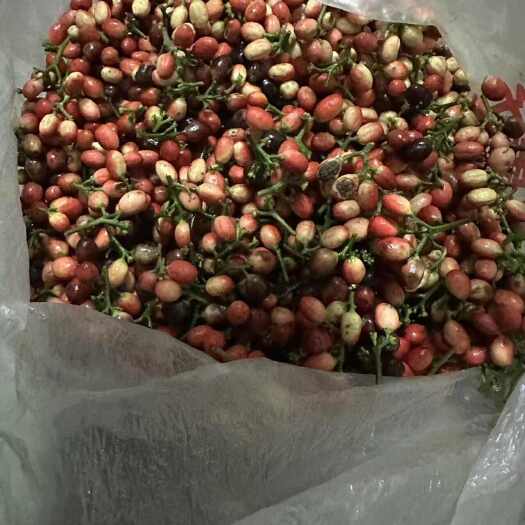 马比木  种子