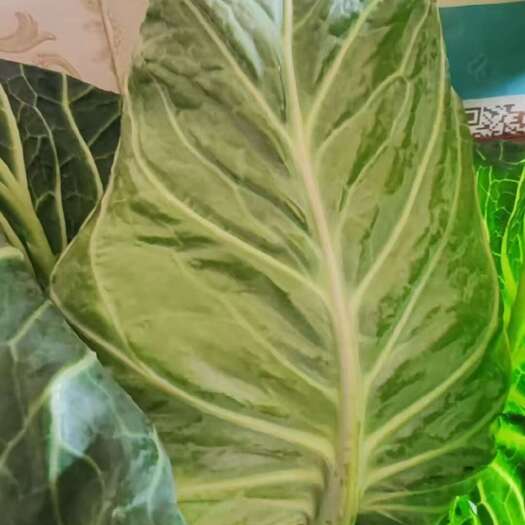 安顺平坝牛心包菜