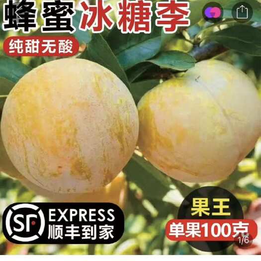 汉源县冰糖李
