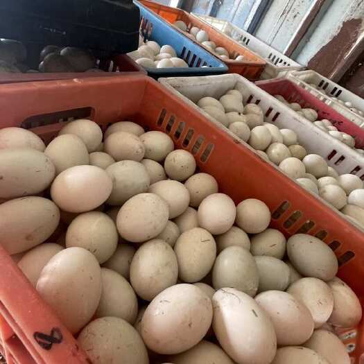 江苏兴化优质鸭蛋 农家散养 新鲜直达