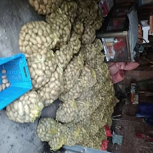 涞水县河北涞水优质土豆 根茎类蔬菜批发