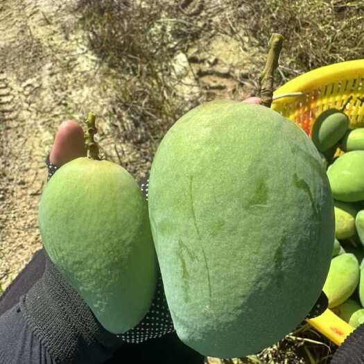 百色大台农