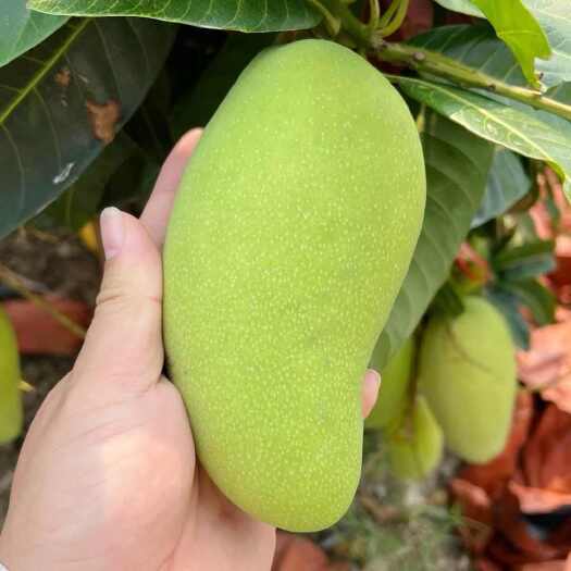 百色【最新上市】水仙芒黄皮金煌芒专业批发零售一件代发，一手货源。