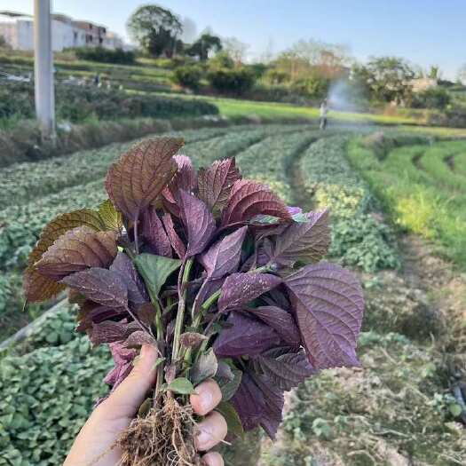 南宁紫苏苗批发