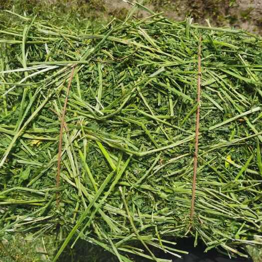 永昌县祁连山下好牧草甘肃优质高蛋白苜蓿草牛马羊的香饽饽