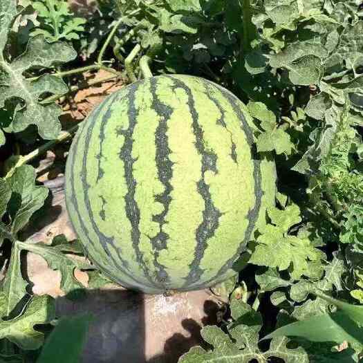 平阳县美都西瓜8424麒麟西瓜大量上市