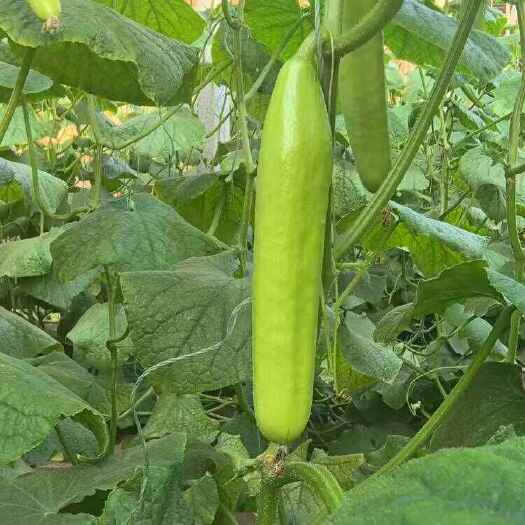 东平县白玉小黄瓜用有机肥、豆粕发酵种植、不沾花、无激素。