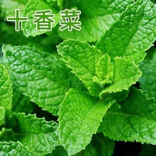 唐河县河南十香菜苗叶菜青菜香菜留兰香薄荷荆芥阳台盆栽蔬菜苗秧