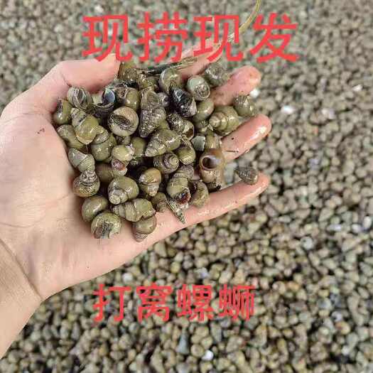 洪湖市钓鱼螺饲料螺放生螺