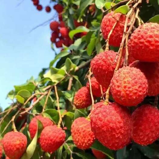 广州荔枝 # 仙进奉荔枝 广东增城，自家园子，现摘现发，按需做货