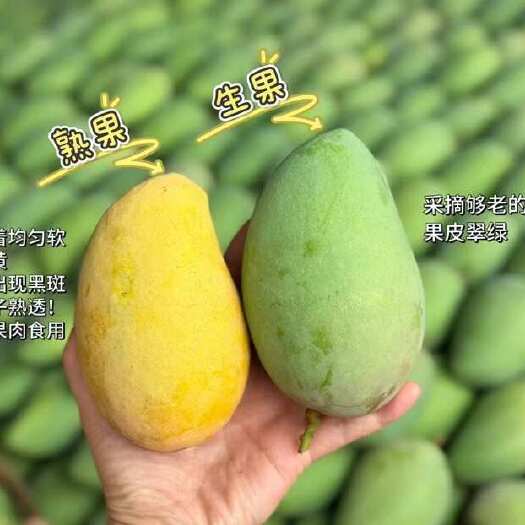 田东县广西百色芒果