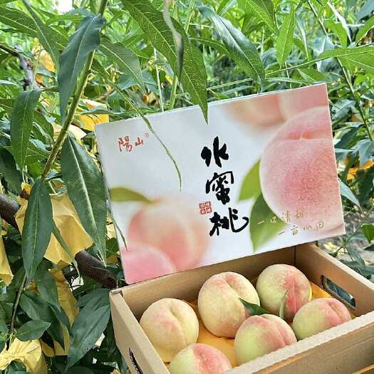 无锡无锡阳山水蜜桃，农户自产自销