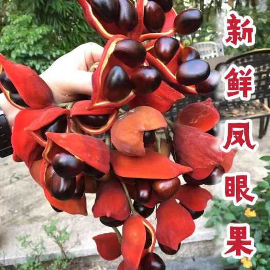 岑溪市凤眼果2025年苹婆新鲜九层皮萍婆六旺果龙巷富贵子