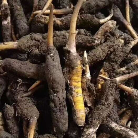 比如县2025头茬新鲜冬虫夏草西藏虫草 50条起售