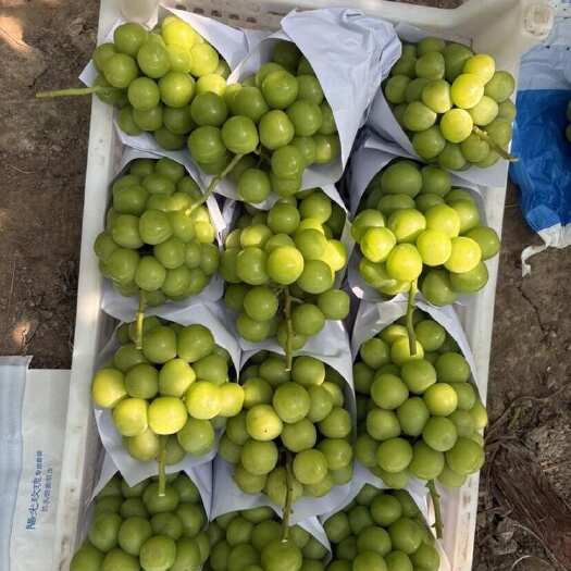 夏邑县阳光玫瑰葡萄