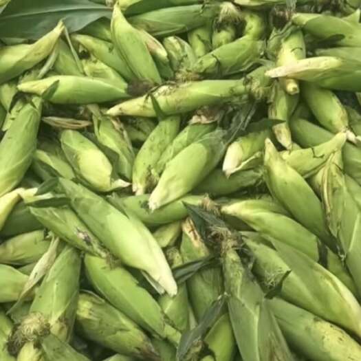 秦皇岛336粘玉米又大又甜