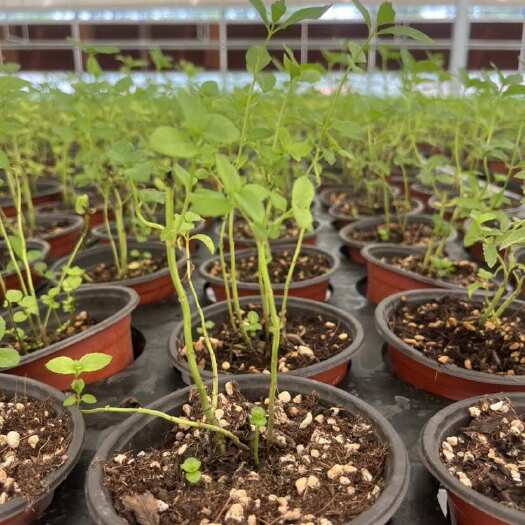 商河县留兰香薄荷