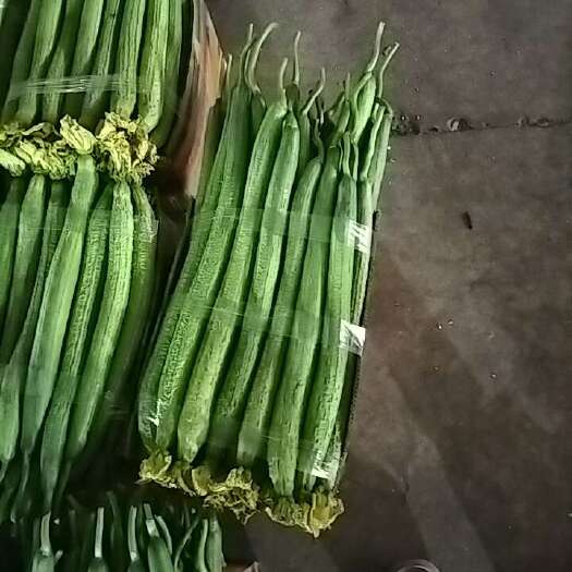 连云港绿皮鲜花丝瓜