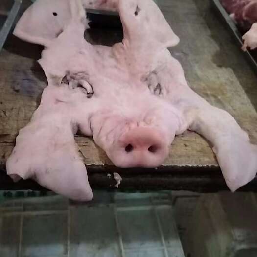 南宁白猪头皮带耳