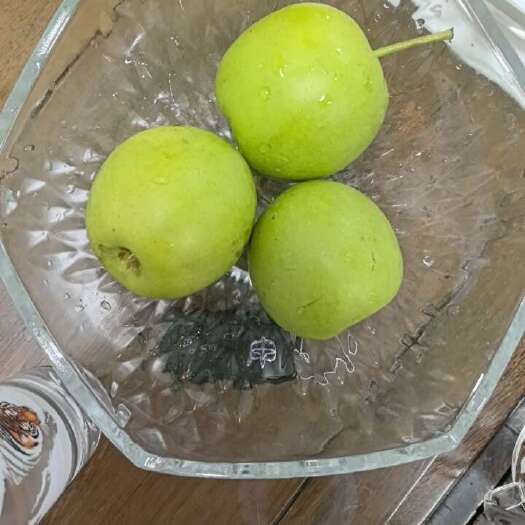 济宁20亩酥翠一号梨成熟，单个重量150-300克，