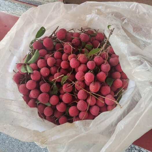 陆丰市广东汕尾陆丰凤花荔枝新鲜热带水果直供 食果 统果都可安排