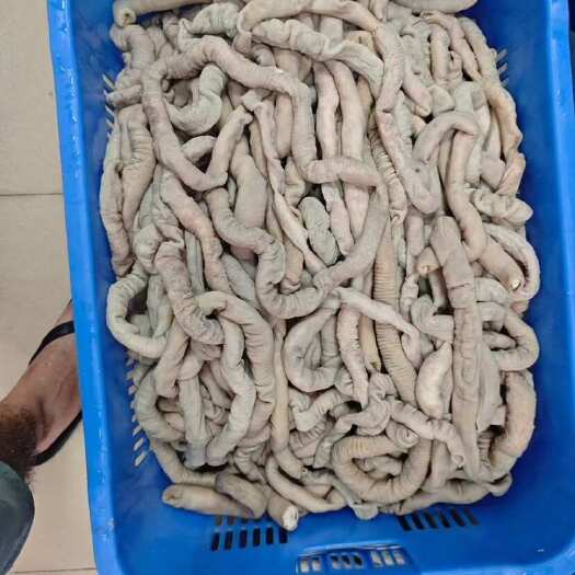 东莞市飞水小肠吨走5.5一斤