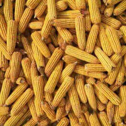 邯郸含粮7-8个 容重630g/L以上 水分20%-30%