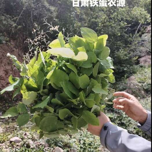 岷县淫羊藿、仙灵脾、炙羊藿、甘肃小圆叶、深山采摘！