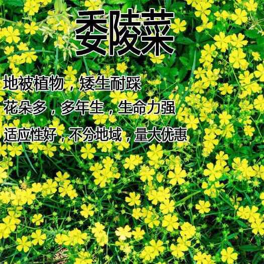 沭阳县委陵菜种子多年生景观地被植物耐寒耐阴耐旱