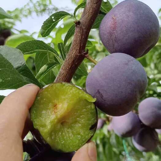 汉源县五月脆